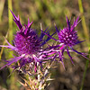 Texas wildflower - Eryngo (Eryngium Leavenworthii)
