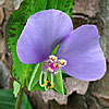 Texas wildflower - False Day Flower (Commelinantia anomala)