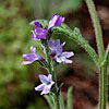 Texas wildflower - Gray Vervain (Verbena canescens)