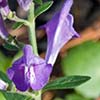 Texas wildflower - Helmetflower (Scutellaria integrifolia)