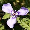 Texas wildflower - Herbertia