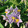 Texas wildflower - Western Horse-Nettle (Solanum dimidiatum)