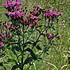 Texas wildflower - Western Ironweed (Veronia Baldwinii)