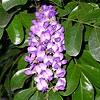 Texas wildflower - Mountain Laurel (Sophora secundiflora)