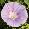 Texas wildflower - Lindheimer's Morning Glory (Ipomoea Lindheimeri)
