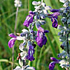 Texas wildflower - Mealy Sage (Salvia farinacea)