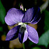 Texas wildflower - Missouri Violet (Viola missouriensis)