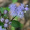Texas wildflower - Mistflower (Conoclinium coelestinum)