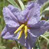 Texas wildflower - Silver-Leaf Nightshade (Solanum elaeagnifolium)