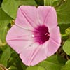 Texas wildflower - Purple Bindweed (Ipomoea trichocarpa)