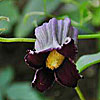 Texas wildflower - Purple Leatherflower (Clematis Pitcheri)