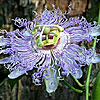 Texas wildflower - Passionflower (Passiflora incarnata)