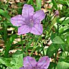 Texas wildflower - Wild Petunia (Ruellia sp.)