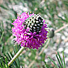 Texas wildflower - Purple Prairie Clover (Dalea compacta)