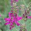 Texas wildflower - Purple Dalea (Dalea lasiathera)