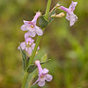 Texas wildflower - Purple Foxglove (Penstemon fendleri)