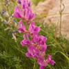 Texas wildflower - Purple Locoweed (Oxytropis lambertii)