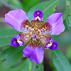 Texas wildflower - Purple Pleat-leaf (Alophia Drummondii)