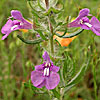 Texas wildflower - Blue Sage (Salvia texana)