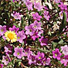 Texas wildflower - Sandbells (Nama hispidum)