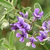 Texas wildflower - Scurfy Pea (Psoralidium tenuiflorum)