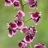 Texas wildflower - Smooth Jewelflower