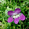 Texas wildflower - Snapdragon Vine (Maurandya antirrhiniflora)