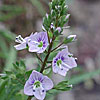 Texas wildflower - Water Speedwell (Veronica Anagallis-aquatica)