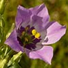 Texas wildflower - Tall Prairie-Gentian (Eustoma exaltatum)