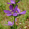Texas wildflower - Venus' Looking Glass (Triodanis sp.)