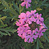 Texas wildflower - Prairie Verbena (Verbena bipinnatifida)
