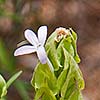 Texas wildflower - Wild Shrimp Plant (Yeatesia platystegia)