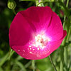 Texas wildflower - Winecup (Callirhoe sp.)