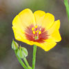 Texas wildflower - Hudson Flax (Linum hudsonioides)