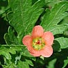 Texas wildflower - Carolina Mallow (Modiola caroliniana)
