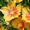 Texas wildflower - Flax (Linum rigidum)
