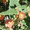 Texas wildflower - Globe Mallow (Sphaeralcea angustiflora)
