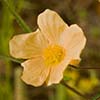 Texas wildflower - Lindheimer's Sida (Sida Lindheimeri)