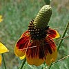 Texas wildflower - Mexican Hat (Ratibida columnaris)