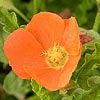 Texas wildflower - Orange Globe Mallow (Sphaeralcea hastulata)