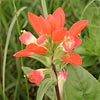 Texas wildflower - Texas Paintbrush (Castilleja indivisa)