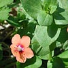 Texas wildflower - Scarlet Pimpernel (Anagallis arvensis)