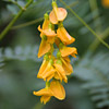 Texas wildflower - Rattlebush (Sesbania drummondii)