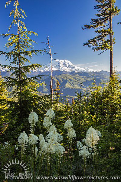 Bear Grass - Mount Rainier Washington