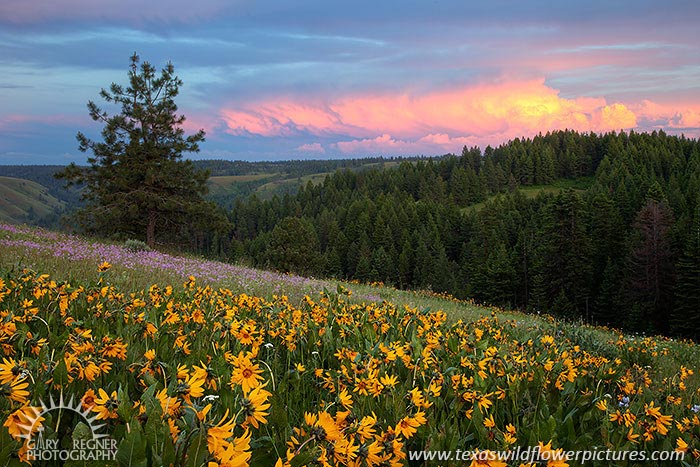 Distant Storm - Oregon Wildflowers Sunset by Gary Regner