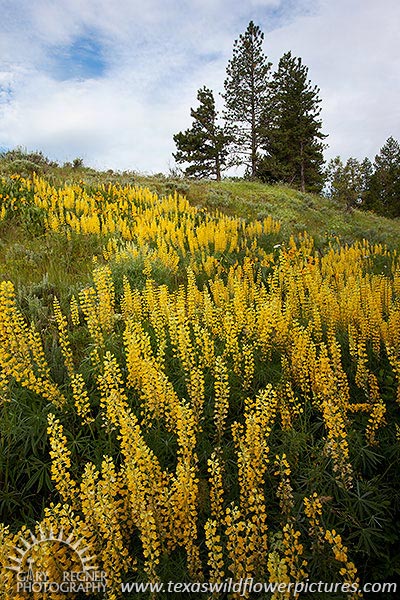 Longspur Lupine - Oregon Wildflowers by Gary Regner