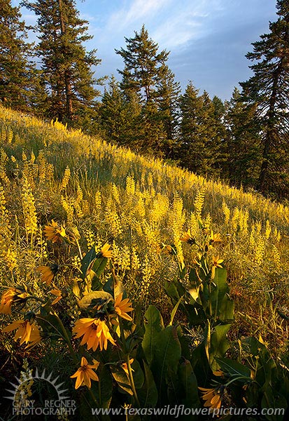 Morning Sunshine - Oregon Wildflowers by Gary Regner