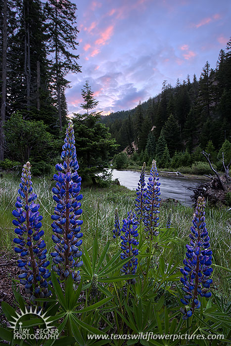 Forest Lupines, Washington Wildflowers