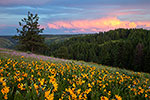 Distant Storm - Oregon Wildflowers Sunset Landscape by Gary Regner