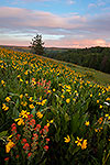 Paintbrush & Balsamroot - Oregon Wildflowers Sunset Landscape by Gary Regner